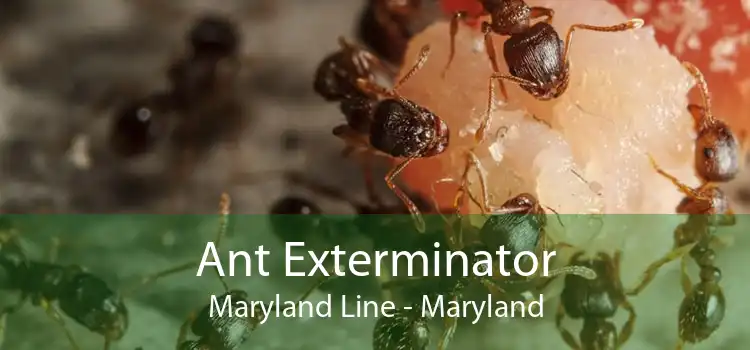 Ant Exterminator Maryland Line - Maryland