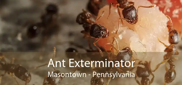 Ant Exterminator Masontown - Pennsylvania