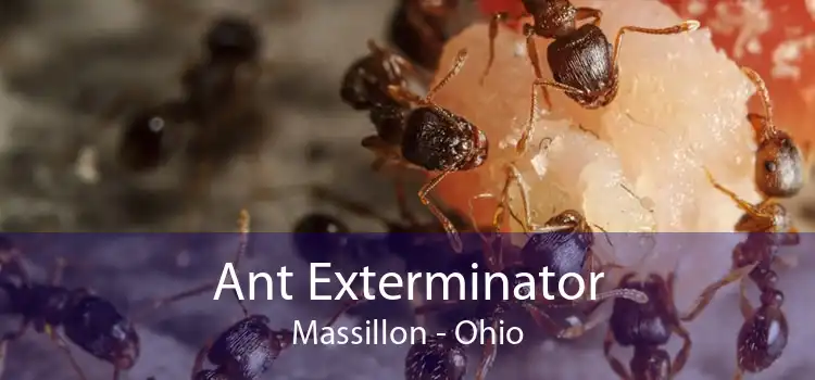 Ant Exterminator Massillon - Ohio