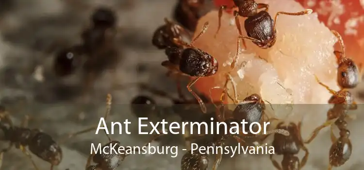Ant Exterminator McKeansburg - Pennsylvania