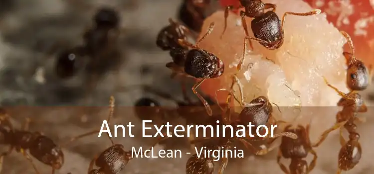 Ant Exterminator McLean - Virginia