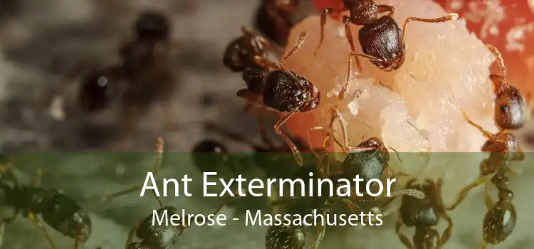 Ant Exterminator Melrose - Massachusetts