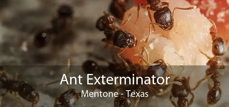 Ant Exterminator Mentone - Texas