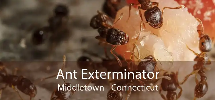 Ant Exterminator Middletown - Connecticut
