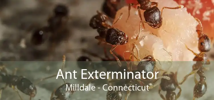 Ant Exterminator Milldale - Connecticut