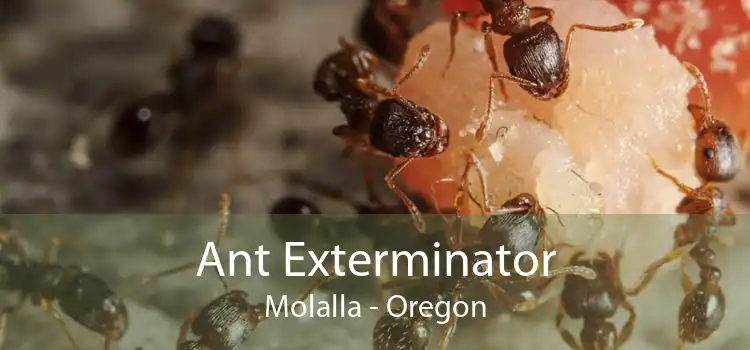 Ant Exterminator Molalla - Oregon