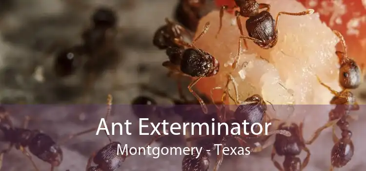 Ant Exterminator Montgomery - Texas