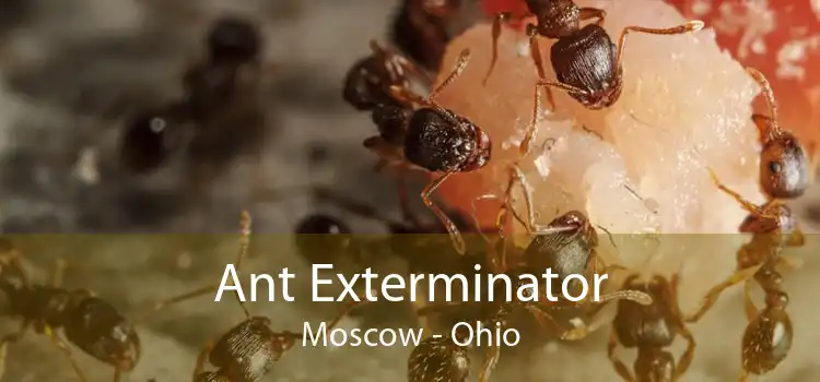 Ant Exterminator Moscow - Ohio