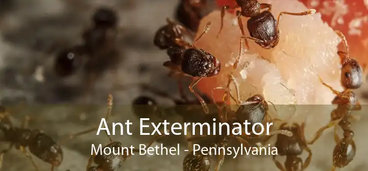 Ant Exterminator Mount Bethel - Pennsylvania