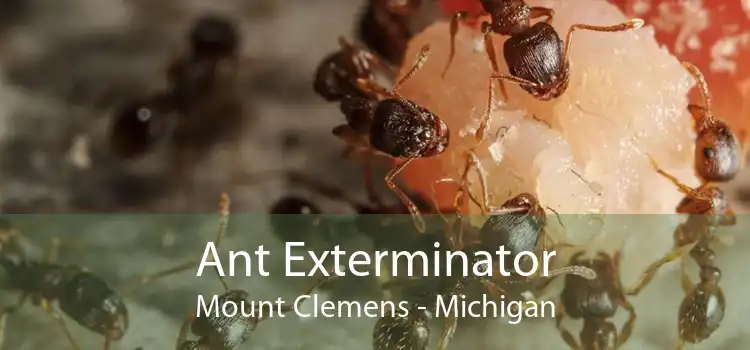 Ant Exterminator Mount Clemens - Michigan