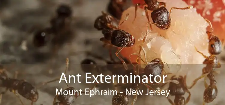 Ant Exterminator Mount Ephraim - New Jersey