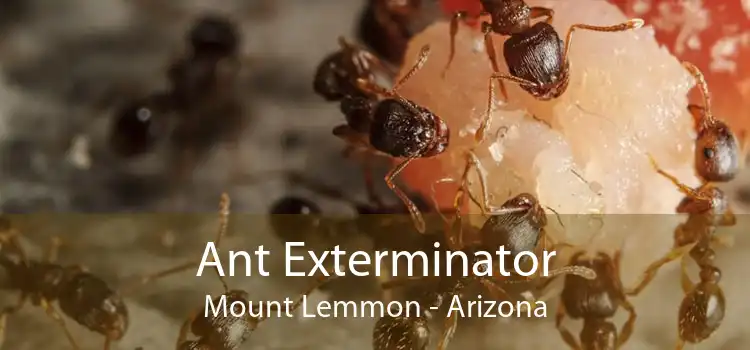 Ant Exterminator Mount Lemmon - Arizona