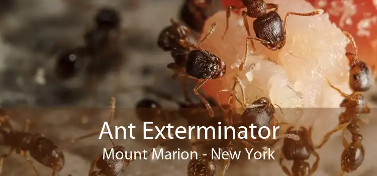 Ant Exterminator Mount Marion - New York