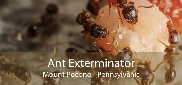 Ant Exterminator Mount Pocono - Pennsylvania
