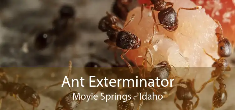 Ant Exterminator Moyie Springs - Idaho