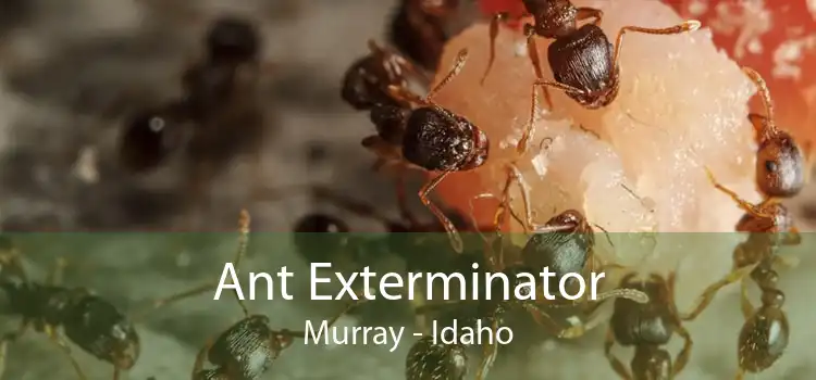 Ant Exterminator Murray - Idaho