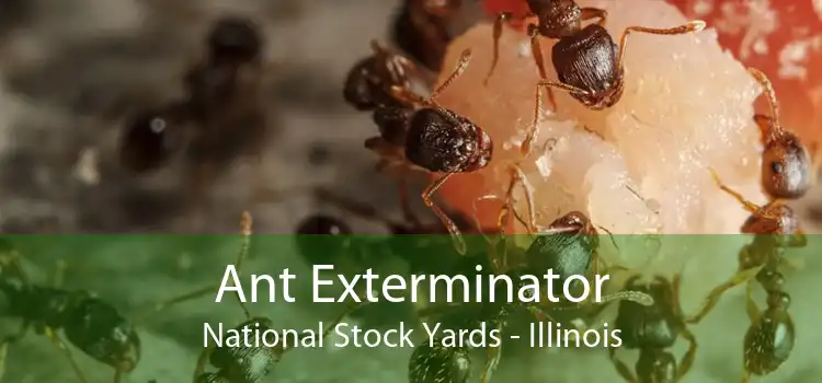 Ant Exterminator National Stock Yards - Illinois