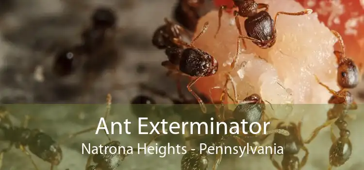 Ant Exterminator Natrona Heights - Pennsylvania
