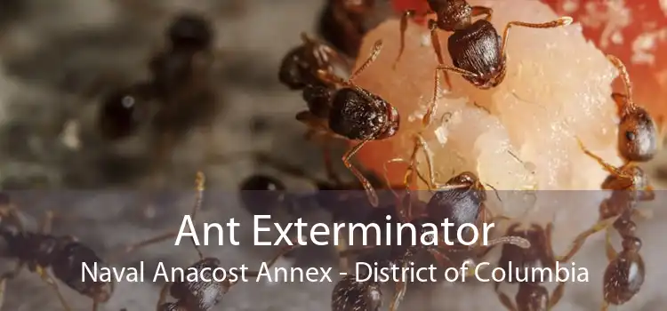 Ant Exterminator Naval Anacost Annex - District of Columbia