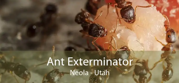 Ant Exterminator Neola - Utah