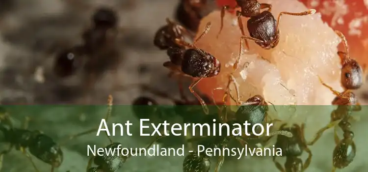 Ant Exterminator Newfoundland - Pennsylvania