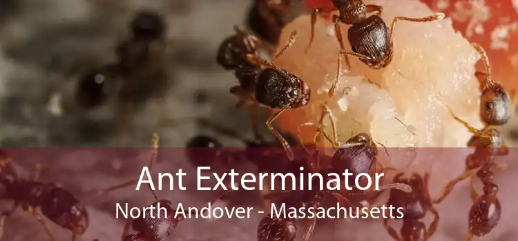 Ant Exterminator North Andover - Massachusetts