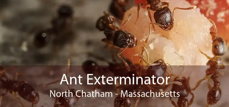 Ant Exterminator North Chatham - Massachusetts