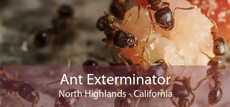 Ant Exterminator North Highlands - California