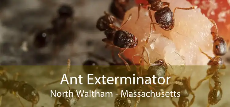 Ant Exterminator North Waltham - Massachusetts