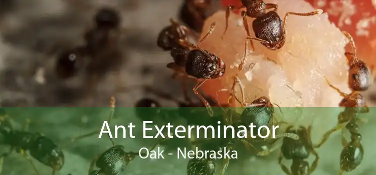 Ant Exterminator Oak - Nebraska
