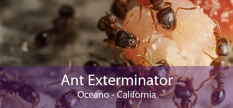 Ant Exterminator Oceano - California