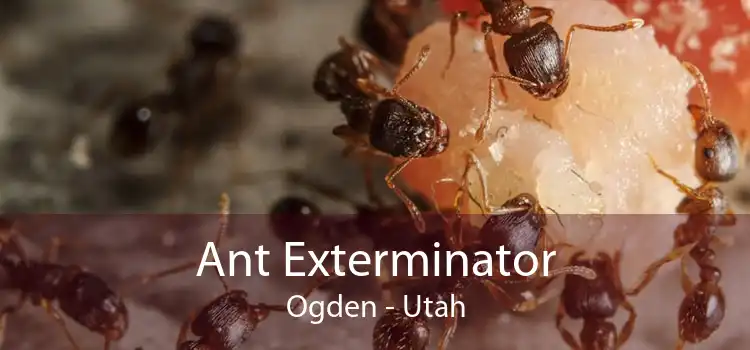 Ant Exterminator Ogden - Utah