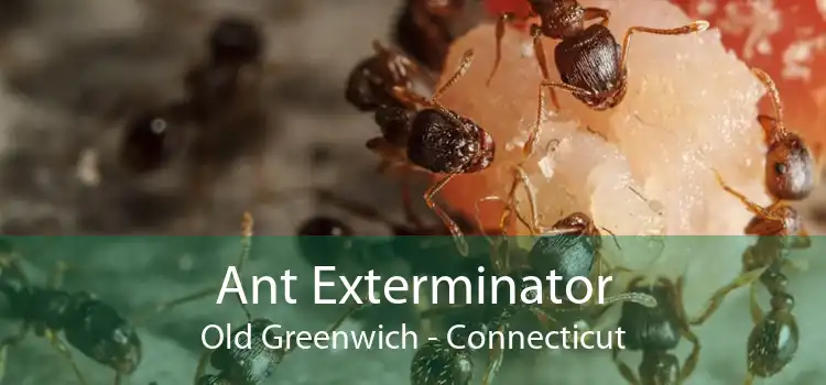 Ant Exterminator Old Greenwich - Connecticut