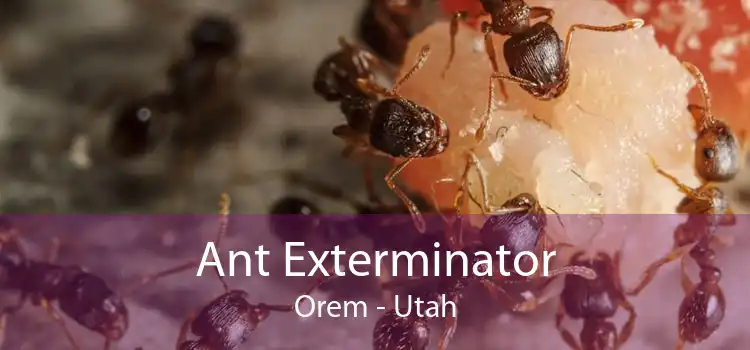 Ant Exterminator Orem - Utah