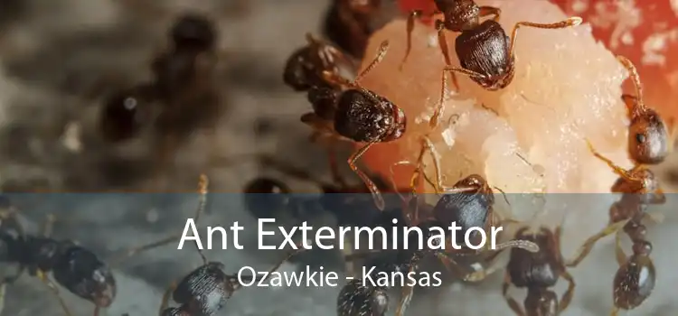 Ant Exterminator Ozawkie - Kansas