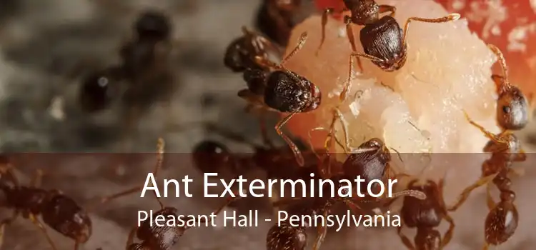 Ant Exterminator Pleasant Hall - Pennsylvania