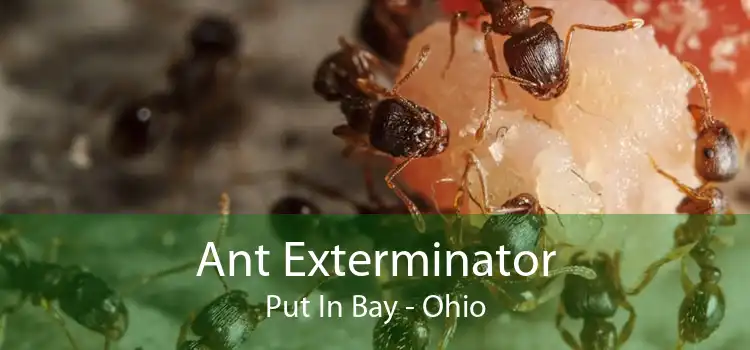 Ant Exterminator Put In Bay - Ohio