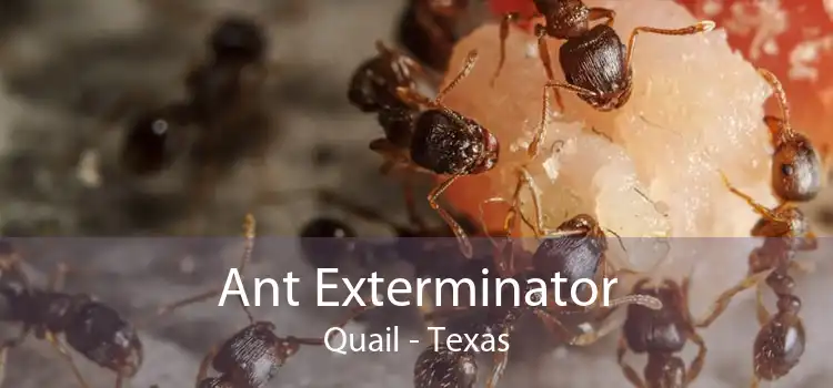 Ant Exterminator Quail - Texas
