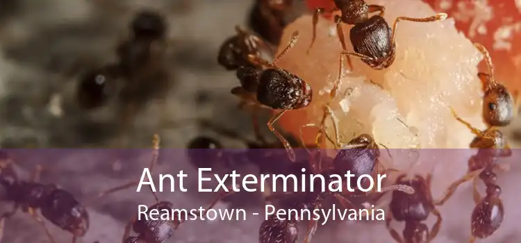 Ant Exterminator Reamstown - Pennsylvania