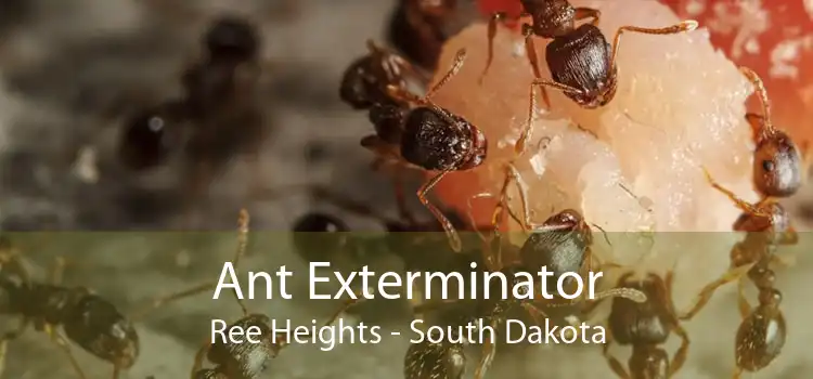 Ant Exterminator Ree Heights - South Dakota