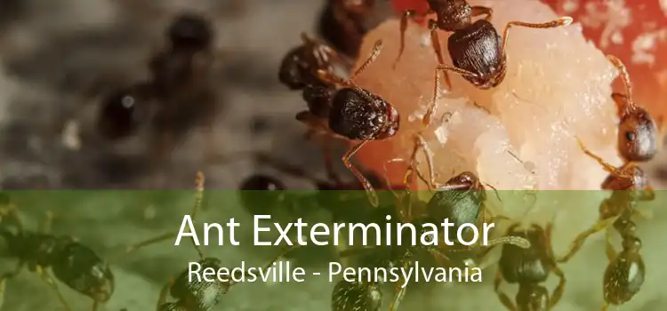 Ant Exterminator Reedsville - Pennsylvania
