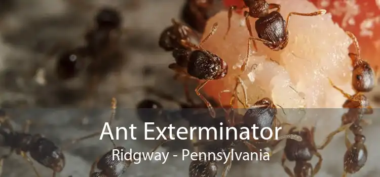 Ant Exterminator Ridgway - Pennsylvania