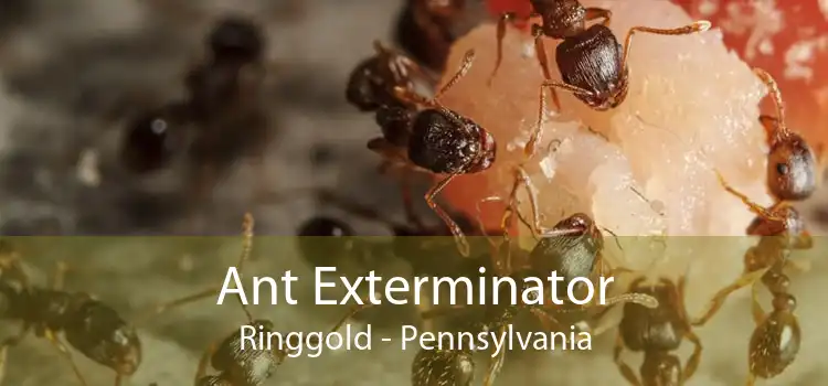 Ant Exterminator Ringgold - Pennsylvania