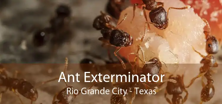 Ant Exterminator Rio Grande City - Texas
