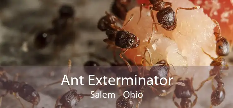 Ant Exterminator Salem - Ohio