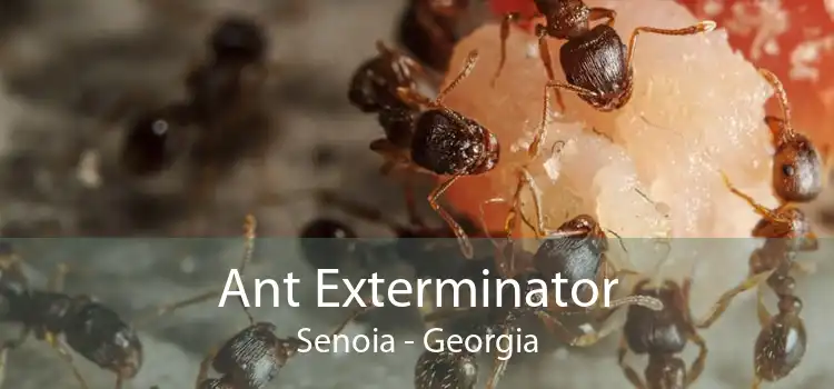 Ant Exterminator Senoia - Georgia