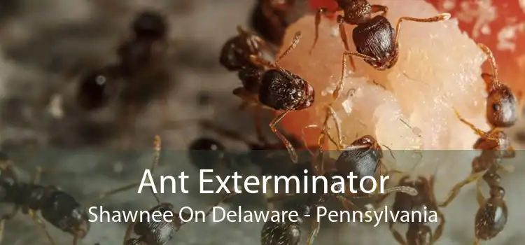 Ant Exterminator Shawnee On Delaware - Pennsylvania