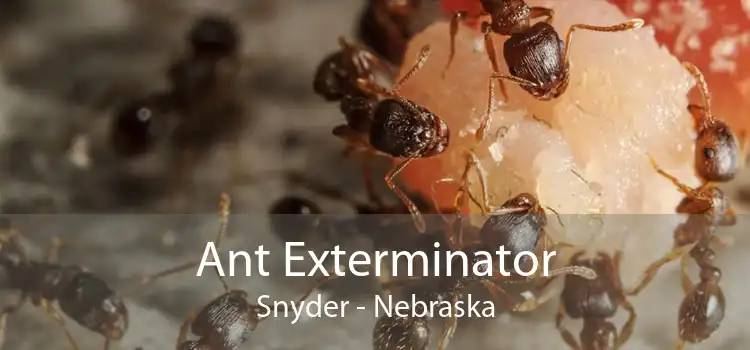 Ant Exterminator Snyder - Nebraska