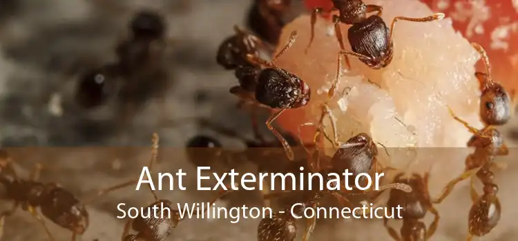 Ant Exterminator South Willington - Connecticut
