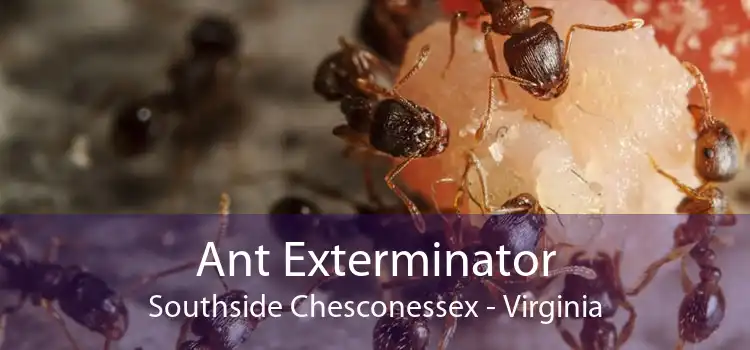 Ant Exterminator Southside Chesconessex - Virginia